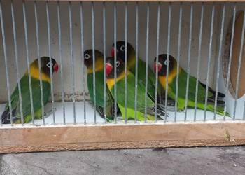 Nierozłączki czarnogłowe zielone 2025