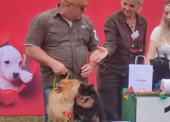 Piękny Mały Szpic Niemiecki rodzice FCI