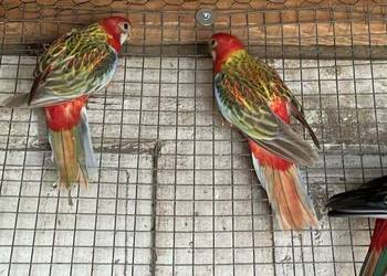 Sprzedam  Rozzele Białolica Sprzedam  Rozzele Białolica