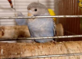 Papugi faliste młode