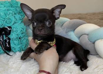 Chihuahua krótkowłosy czekoladowy piękny badania DNA , rodowód
