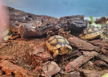 Żółw Lądowy Grecki - Sklep Zoologiczny