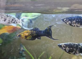 Molinezje księżycowe WYSYŁKA