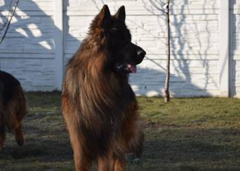 Owczarek niemiecki długowłosy Szczeniaki ZKwP