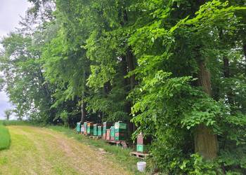 Zdrowe Przezimowane Rodziny Pszczele 2026 – Wielkopolska / WP | Lublin i ok