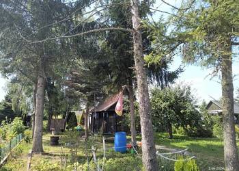 Dzialka rod pieczurki