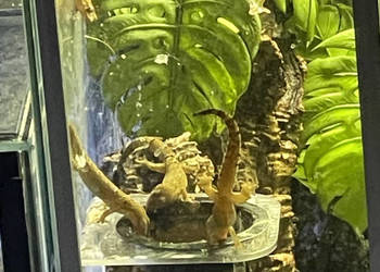 Gekon płaczący | Lepidodactylus lugubris