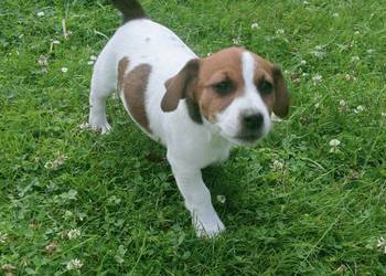 Jack Russell Terrier FCI ZKwP Wroclaw