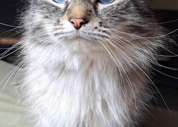 Neva masquerade kot syberyjski krycie reproduktor