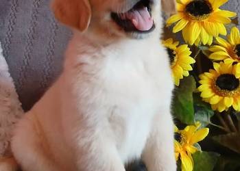 Golden Retriever piesek