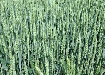 Pszenica i pszenżyto