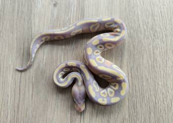 Pyton królewski Banana Mojave poss Fire het Desert Ghost