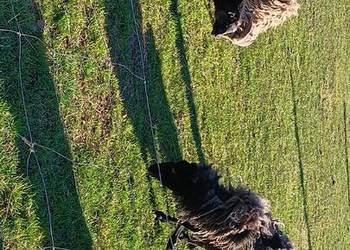 Sprzedam owce i barany