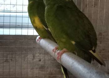 Modrolotki kozie Samice 25 rok obrączka stała