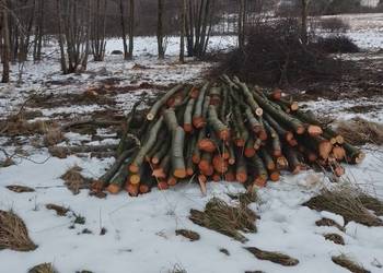 Wycinka drzew i koszenie trawy