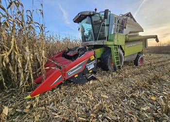 Usługi koszenia kukurydzy na ziarno agregat bezorkowym wynajem 100km non