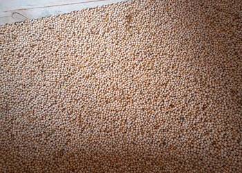 Groszek polny, groch , peluszka