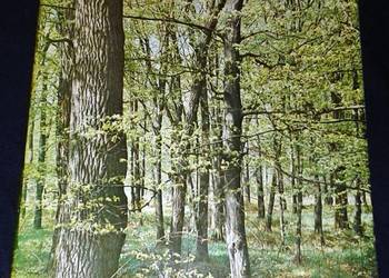 Nasze drzewa - Władysław Strojny