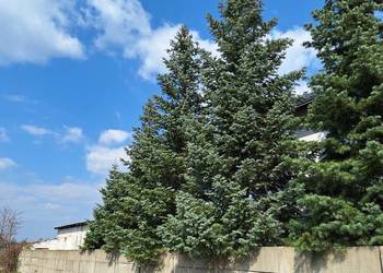 Jodła Kalifornijska