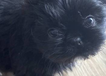 Szczeniaki Shitz tzu