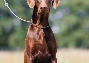Doberman suczka brązowa podpalana ZKwP/FCI