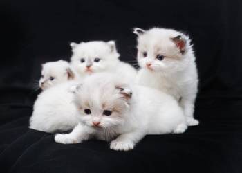 Piękne kotki ragdoll