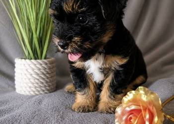 Piesek York terrier