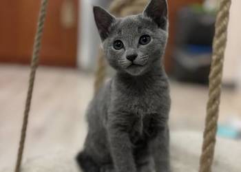 Kocurek  Rosyjski Niebieski