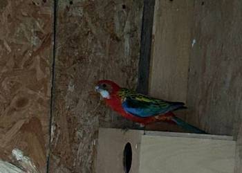 Rozelle oraz Aleksandretty