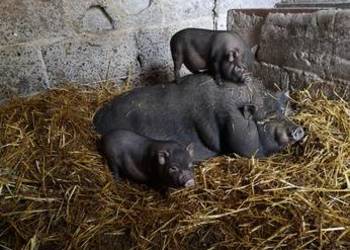 Prosieta świń Wietnamskich