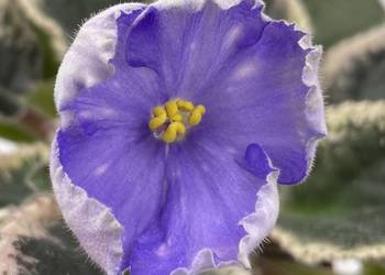 Fiołek afrykański kwitnąca sadzonka