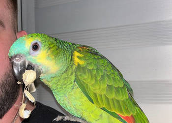 Papuga Amazonka Papuga Amazonka