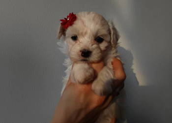 Maltipoo F1 xs