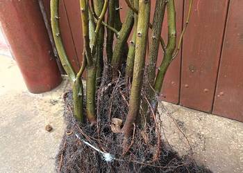 Sadzonki Graba 150 cm - 160 cm na żywopłot.