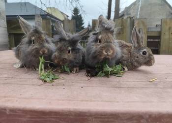 Króliki króliki młode