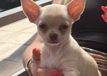 Dziewczynka krótkowłosa Chihuahua Lenka