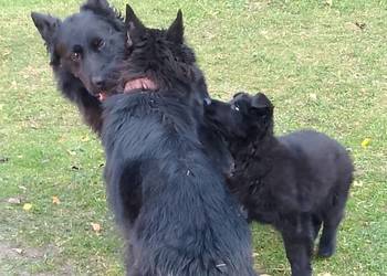 Owczarek niemiecki Owczarek niemiecki