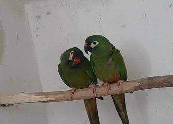 Ary marakany para 22/23r