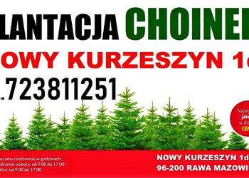 Świerk Zielony pachnący Srebrny Duża Żywa Choinka na pniu