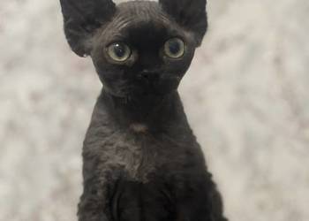 Kocur czarny Devon Rex