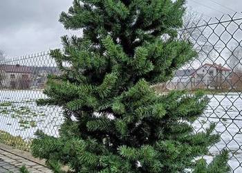 CHOINKA 180cm jak żywa / Gęsta zielona świąteczna