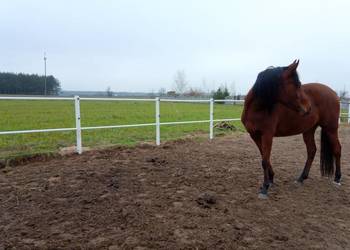 Ogrodzenie koni białe pcv słupki lonżownik pastuch