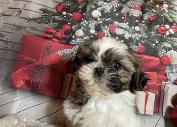 Shih-Tzu suczka gotowa do odbioru