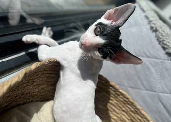 Cornish rex kotek rodowód FPL cudowny kocurek  kiwi