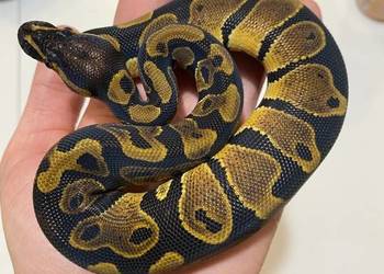 Pyton królewski - 3 miesięczny samiec