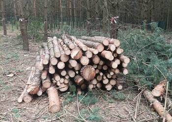 Drewno opałowe wałki 2m SOSNA + domieszką BRZOZA, czeremcha (ok. 6 mp)