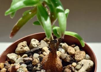 Delosperma bosseranum kaudeks miniatura Ice plant sukulent