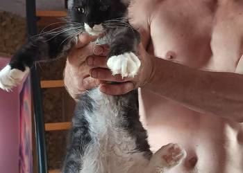 Kocu rasy Maine coon z rodowodem ostatni wolny