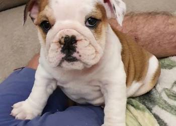 Buldog angielski (FCI) sunia