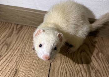 Fretka samiczka albino